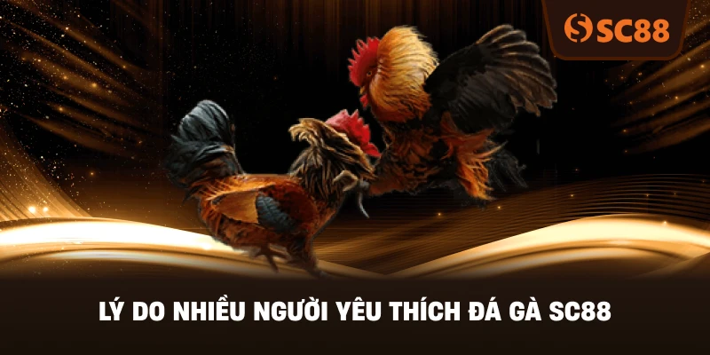 Lý Do Nhiều Người Yêu Thích Đá Gà SC88